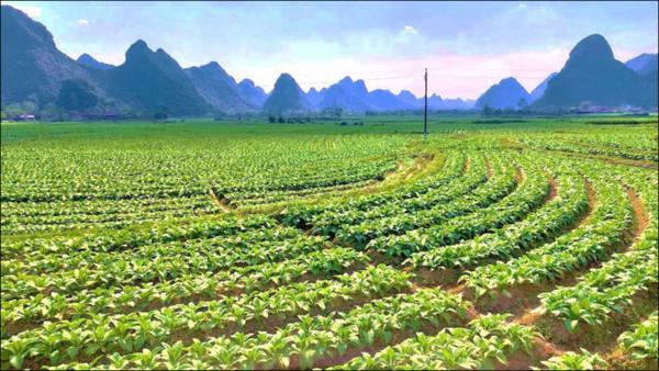 Hình ảnh thu nhỏ